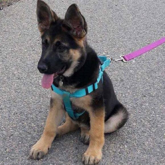 Meet your Posher, Daniel - Picture 1 of 1